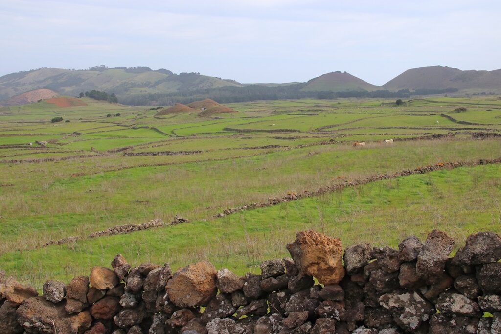 Nisdafen vehreät niityt El Hierro -saarella.