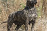 Kanariandoggi