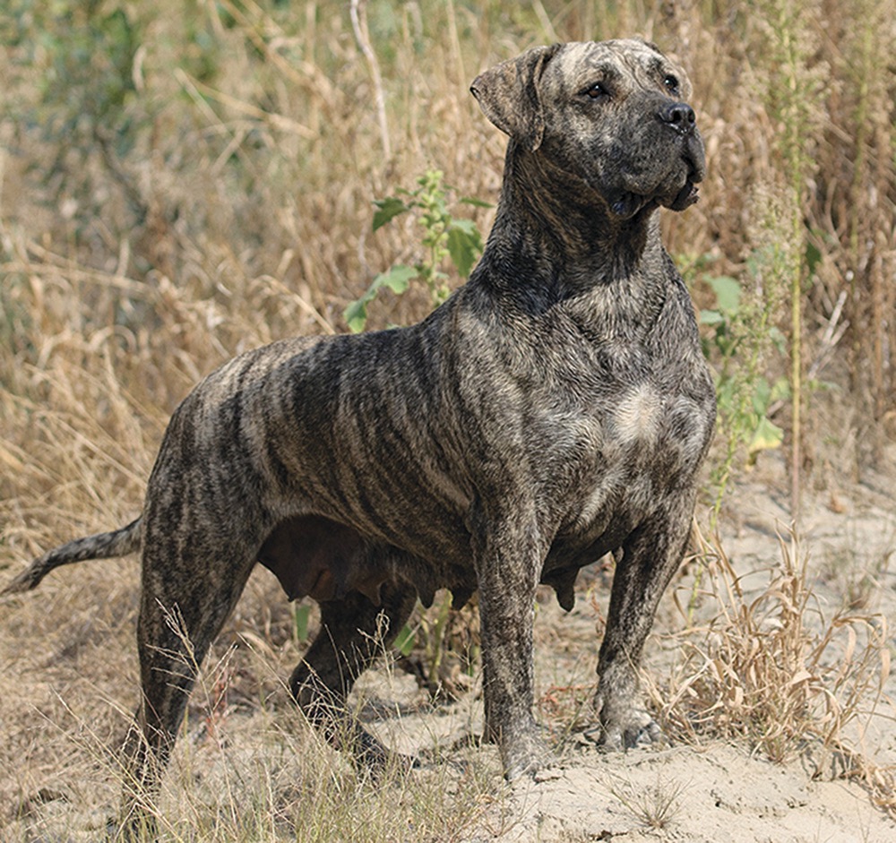 Kanariandoggi